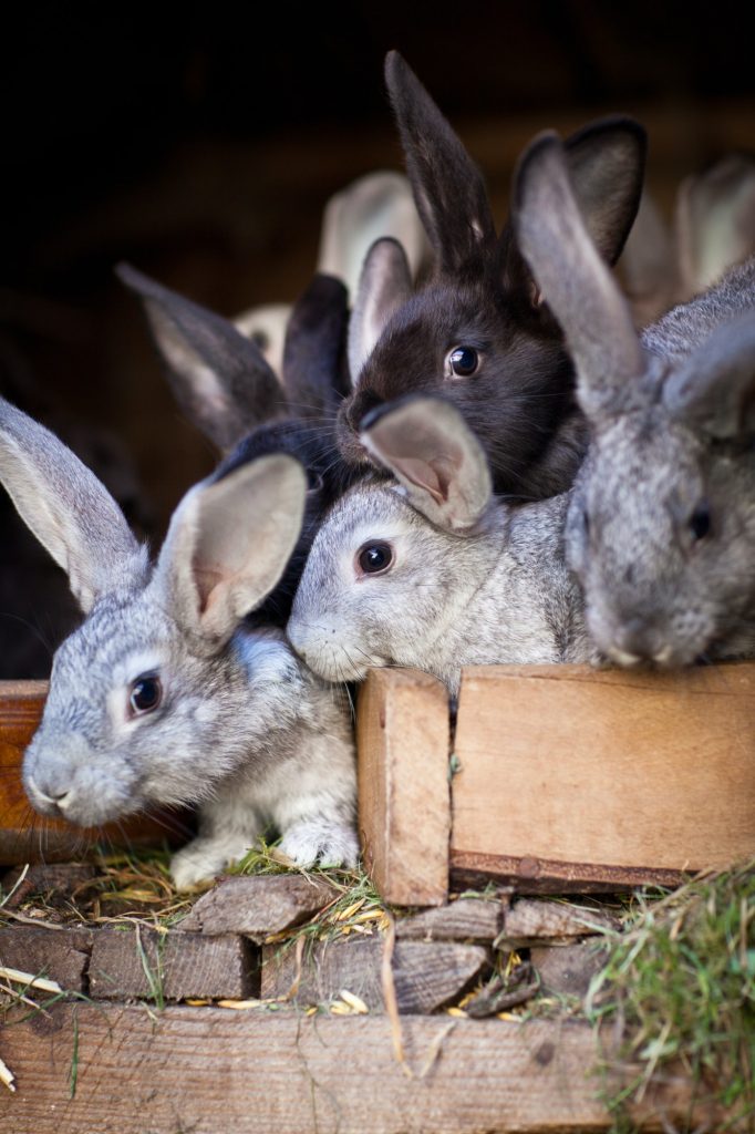 Young rabbits popping out of a hutch (European Rabbit - Oryctola