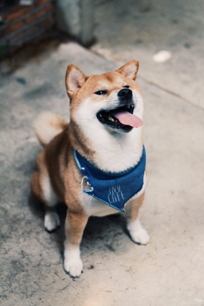 Shiba inu dog waiting for something.