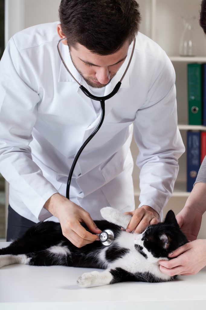 Veterinary caring of a cat